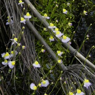 Utricularia bisquammata